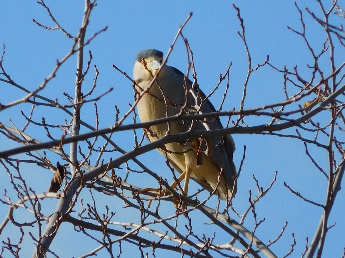 Black-crowned Night Heron - ML42820931