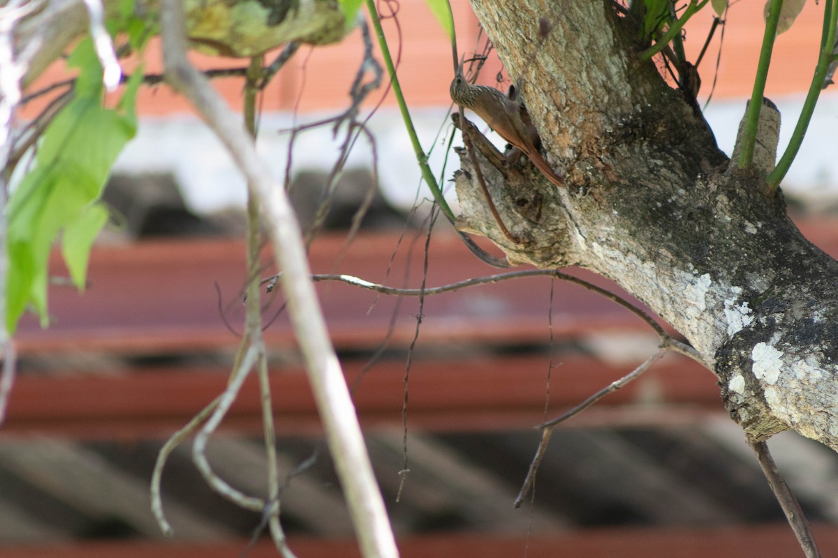 Streak-headed Woodcreeper - ML428209701