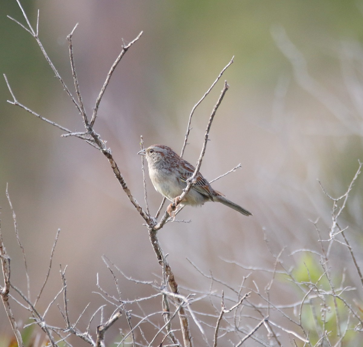 Bachman's Sparrow - ML428211381