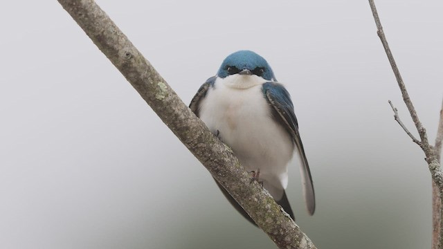 Golondrina Bicolor - ML428211611