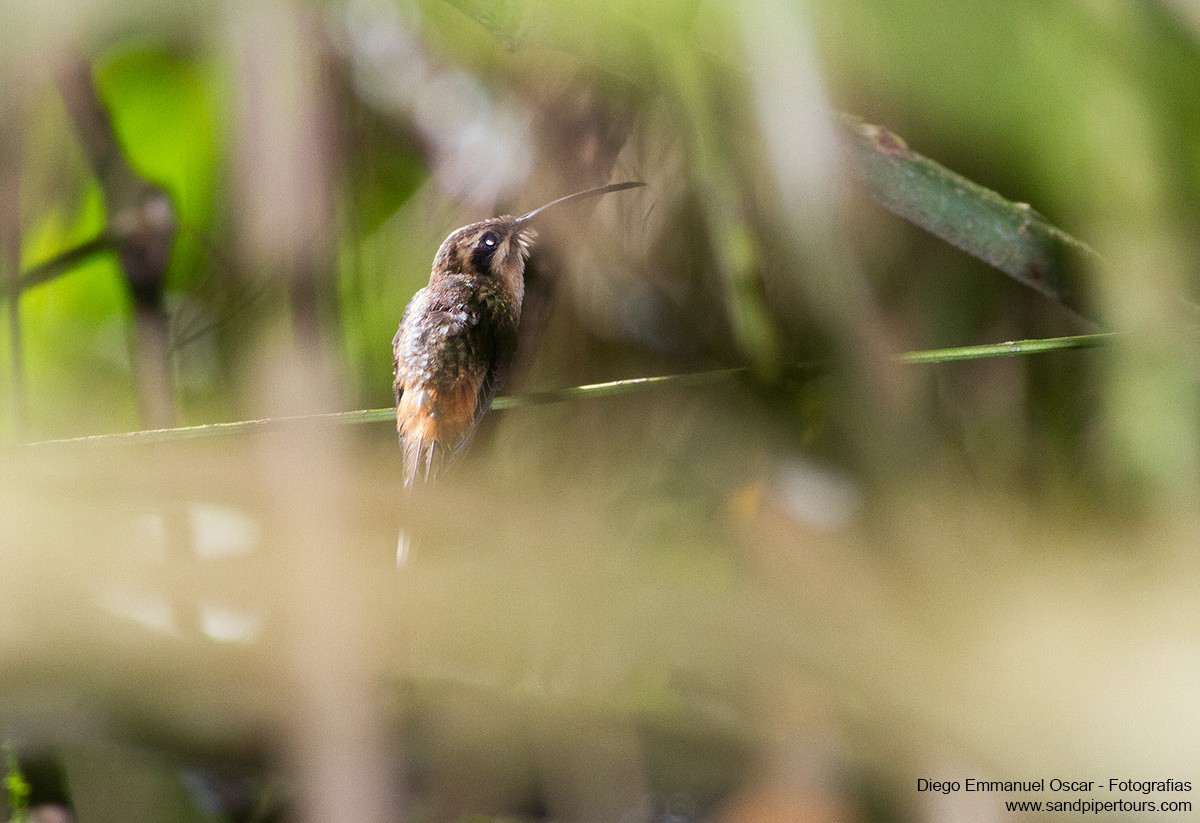 planaltoeremitt - ML428213481