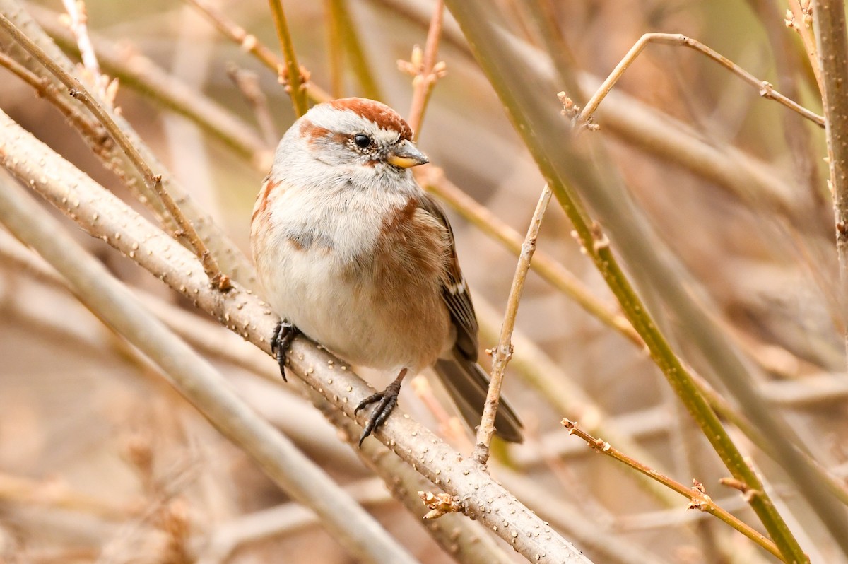 American Tree Sparrow - ML428213701