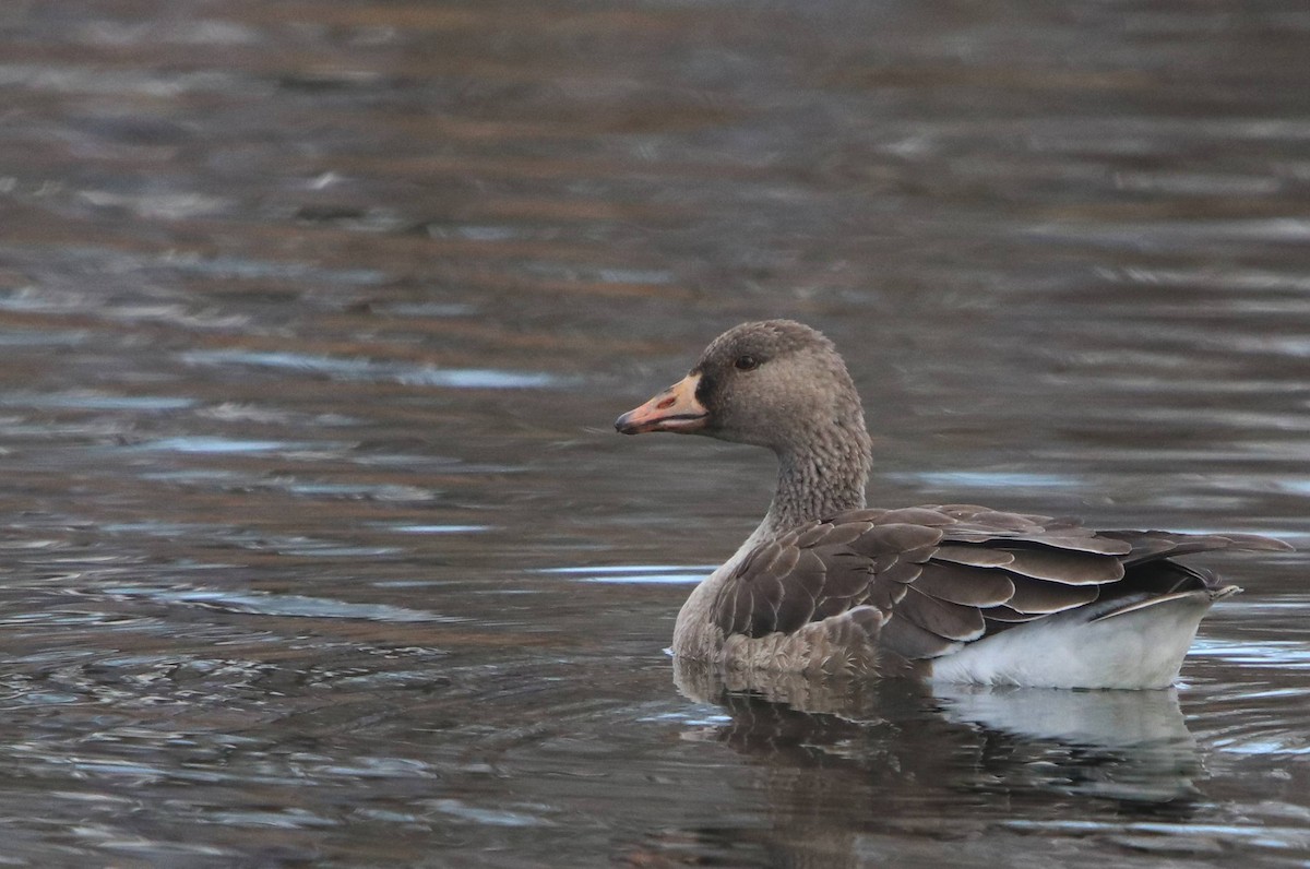 Greater White-fronted Goose - ML428213851