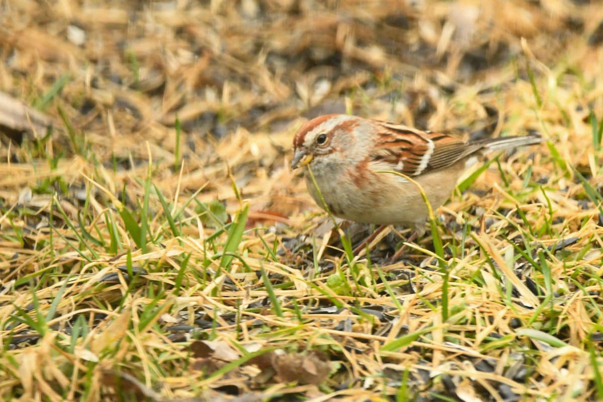 American Tree Sparrow - ML428214011