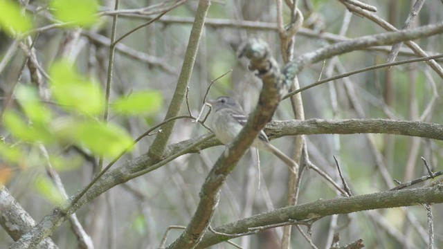 Gray-breasted Flycatcher - ML428214981