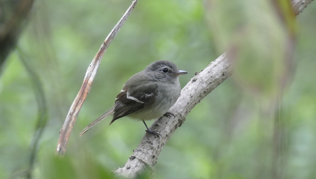 Gray-breasted Flycatcher - Jérôme Fischer