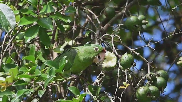 Crimson-fronted Parakeet - ML428215541