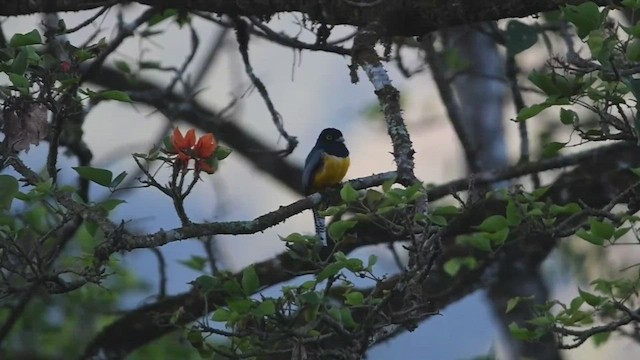 Gartered Trogon - ML428215871