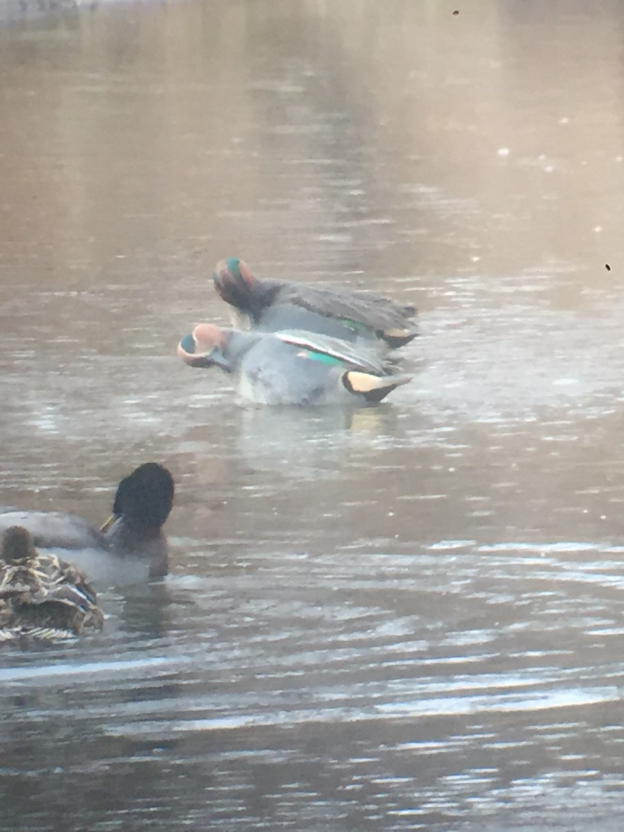 Green-winged Teal (Eurasian) - Holly Merker