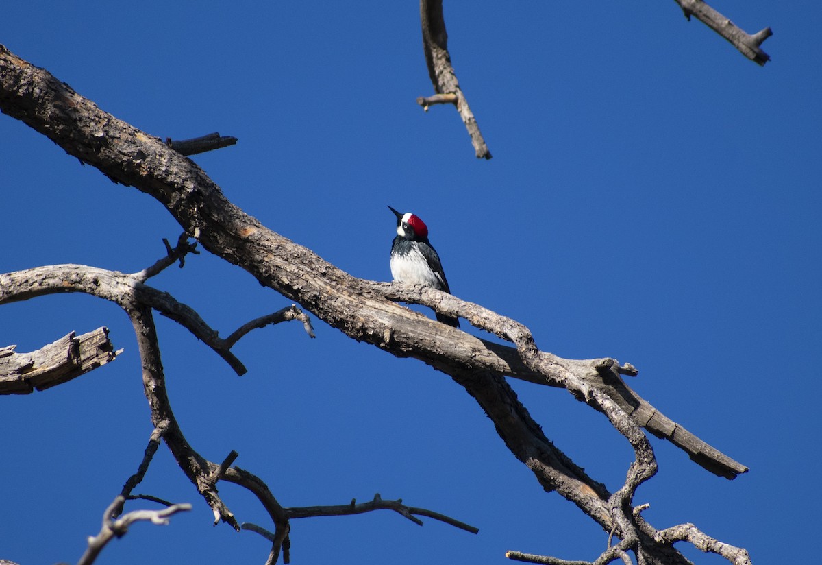 Acorn Woodpecker - ML428222641