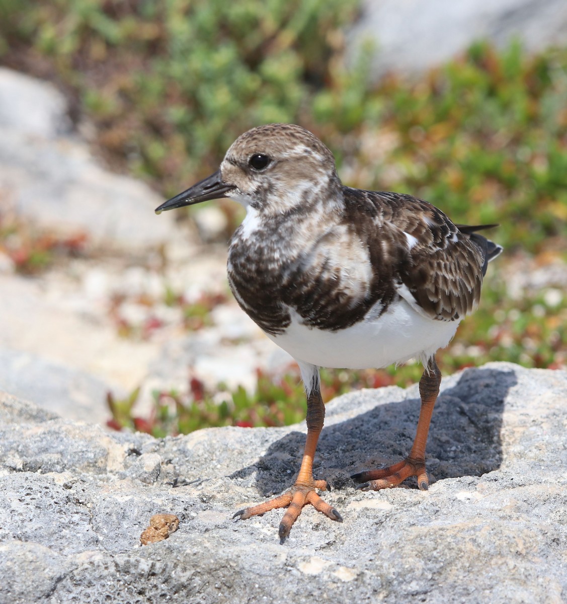 Ruddy Turnstone - Loren Kliewer