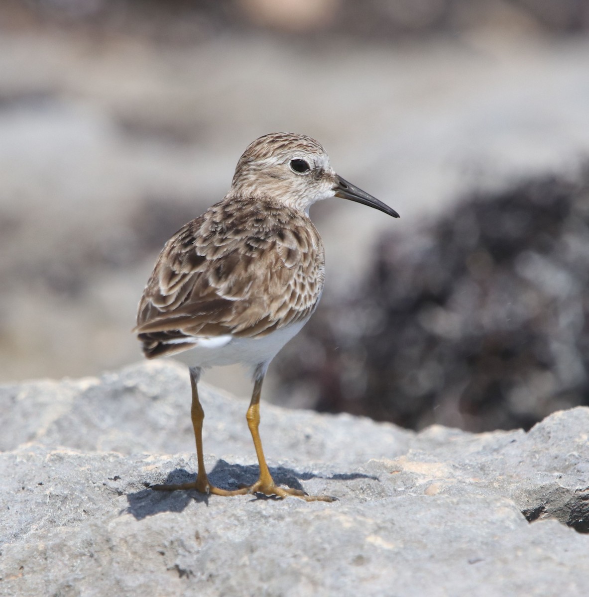 Least Sandpiper - ML428222891