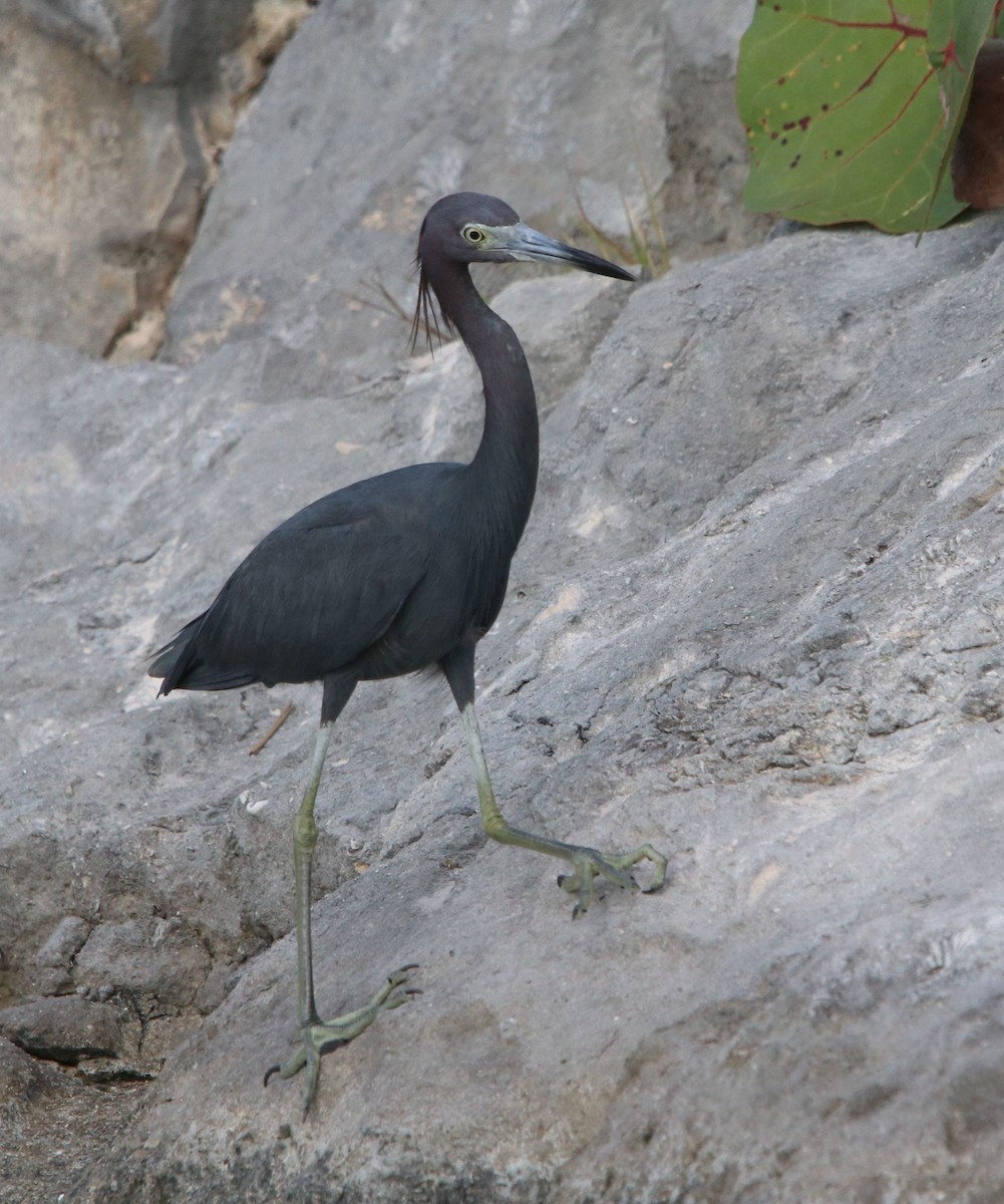 Little Blue Heron - ML428223011