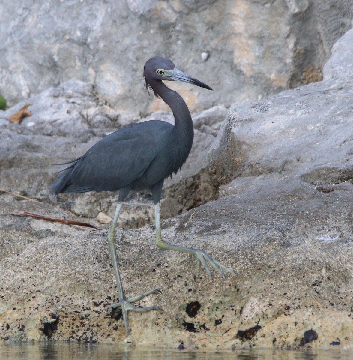 Little Blue Heron - ML428223021