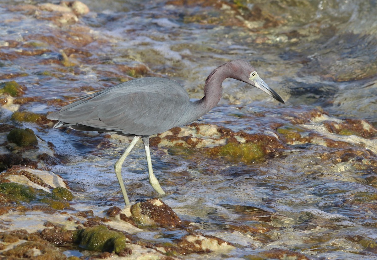 Little Blue Heron - ML428223031