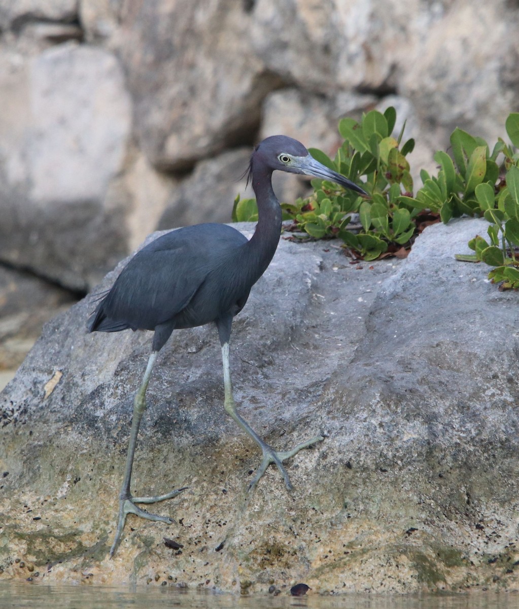 Little Blue Heron - ML428223051