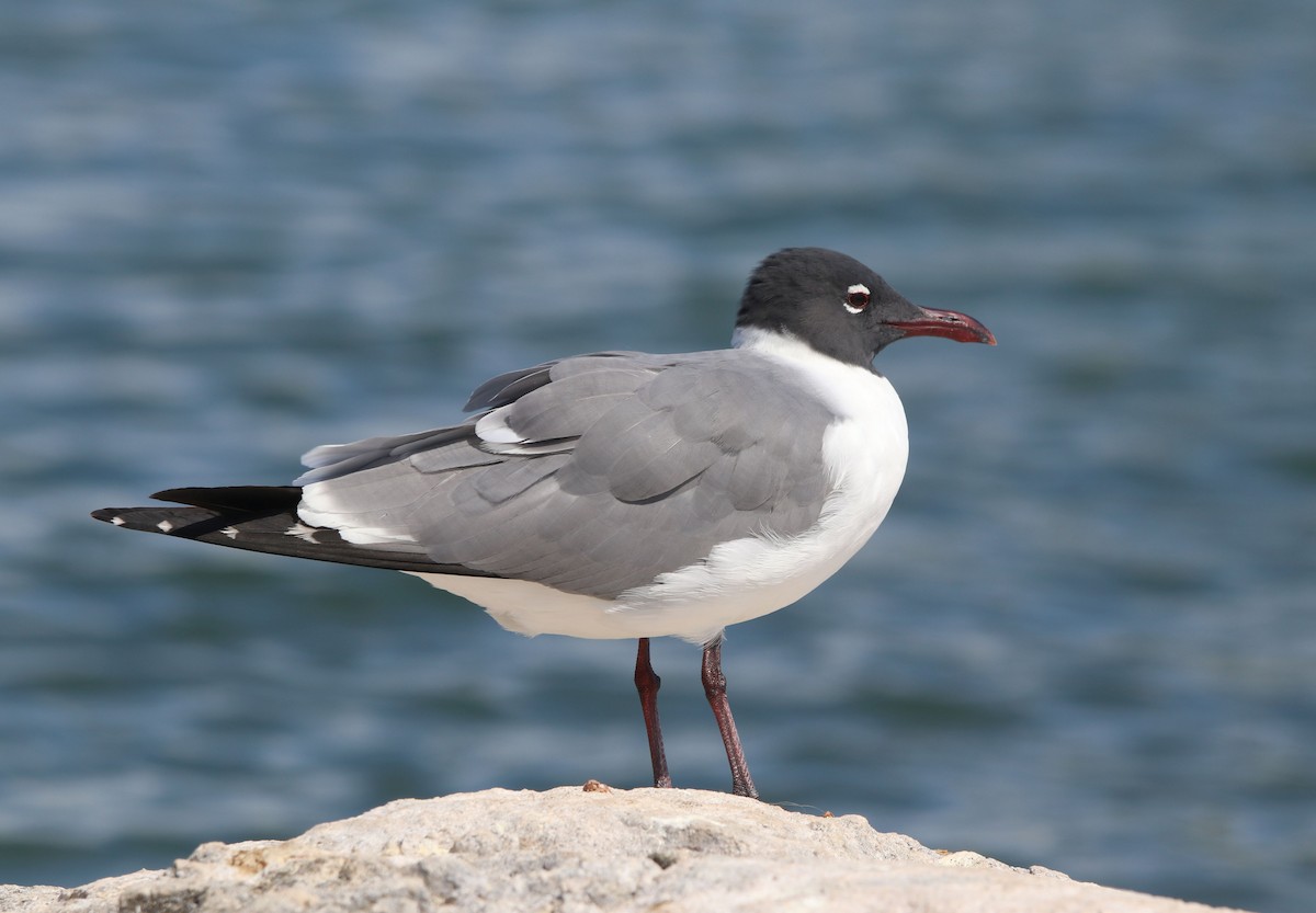 Mouette atricille - ML428223081