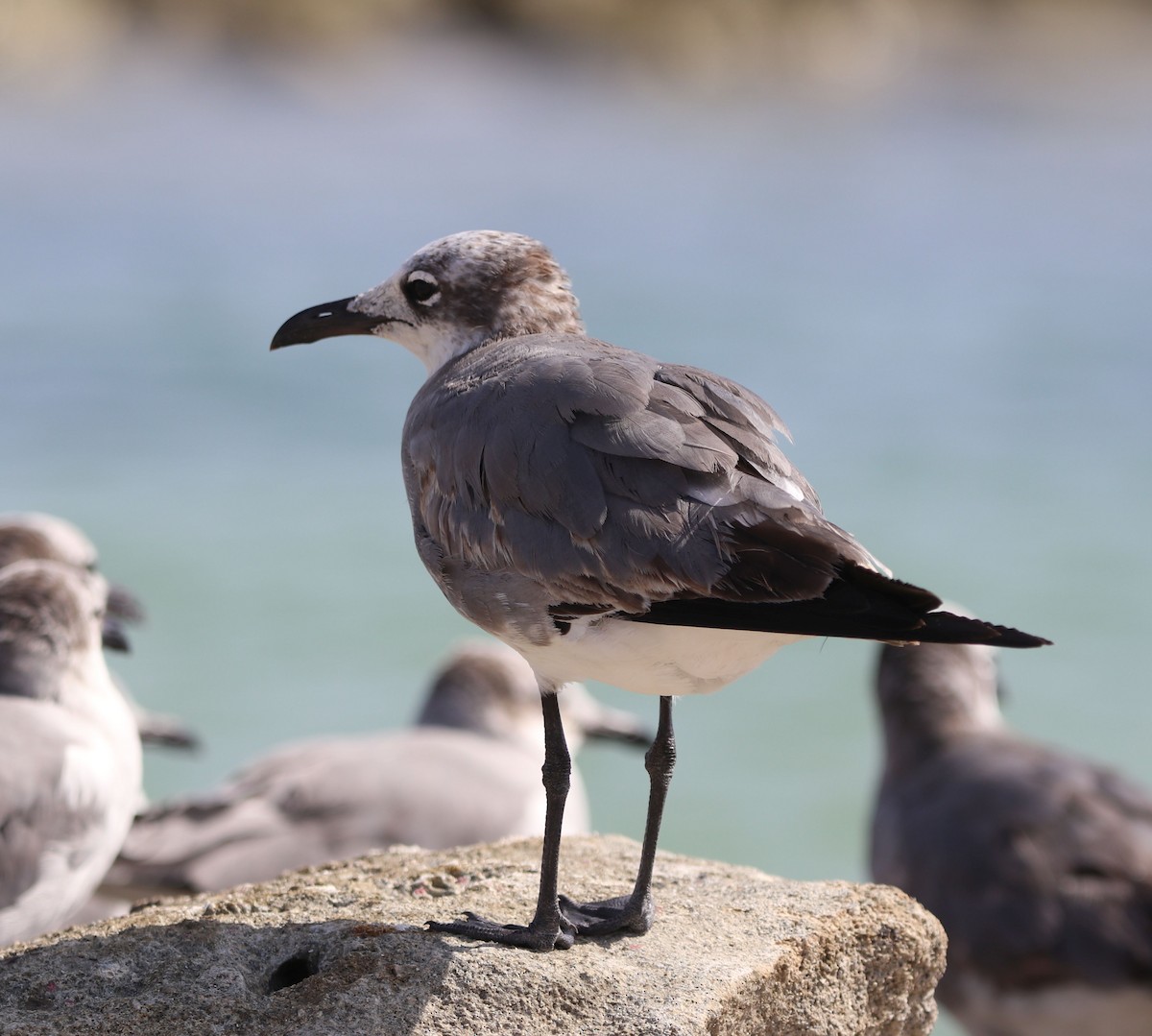 Laughing Gull - ML428223091