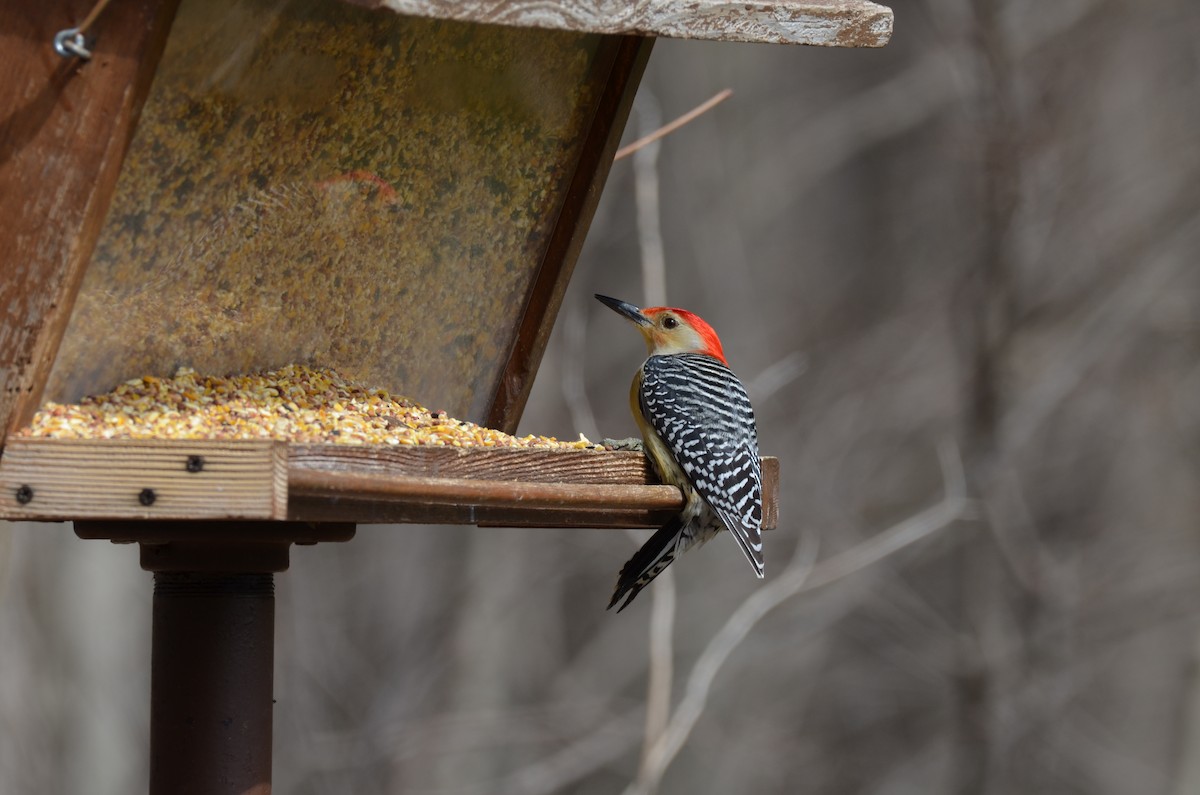 Red-bellied Woodpecker - Chad Pumpelly