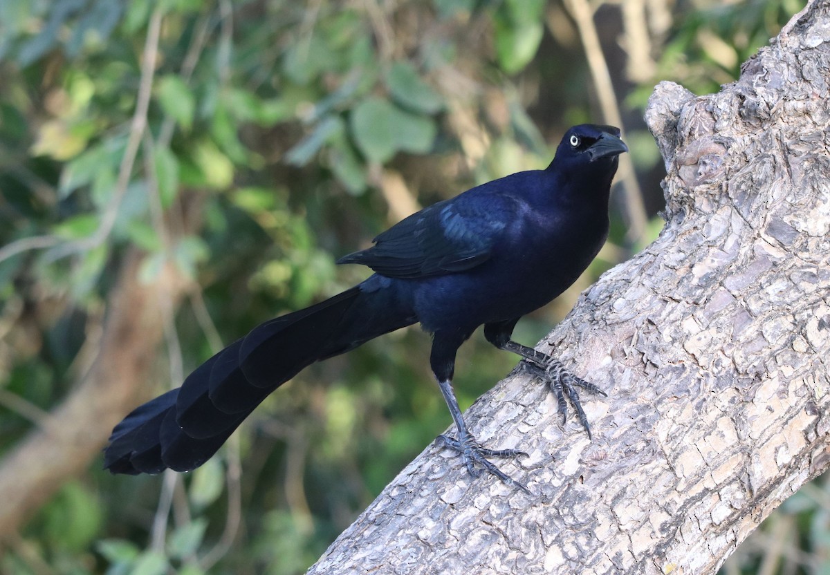 Great-tailed Grackle - ML428223781