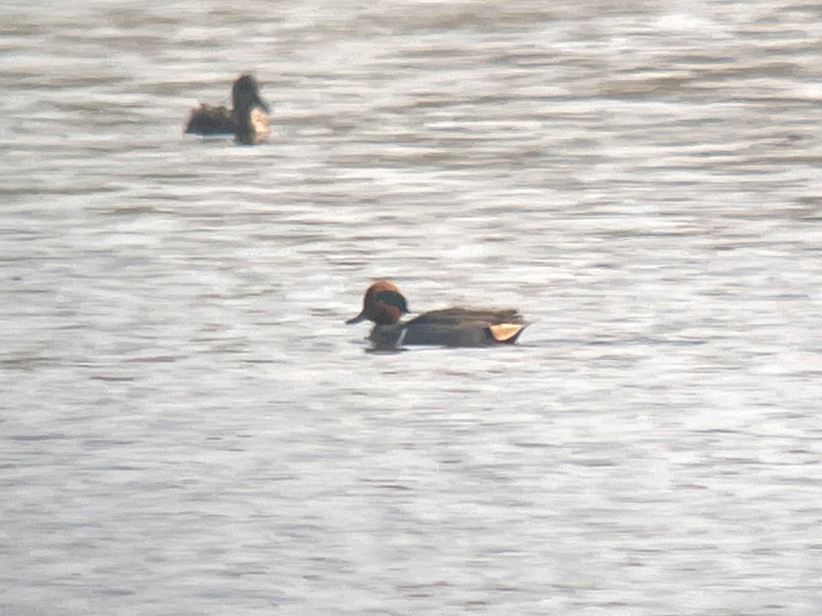 Green-winged Teal (American) - Toby Austin