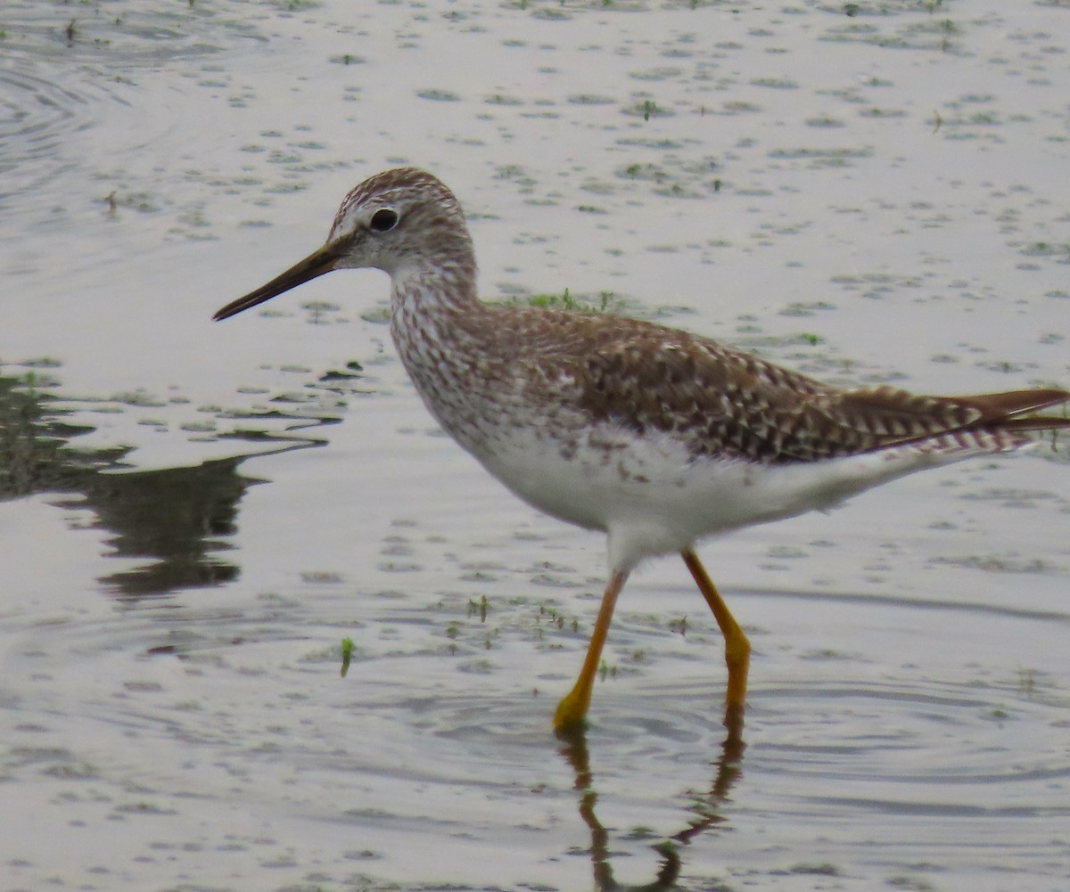 Lesser Yellowlegs - ML428224281