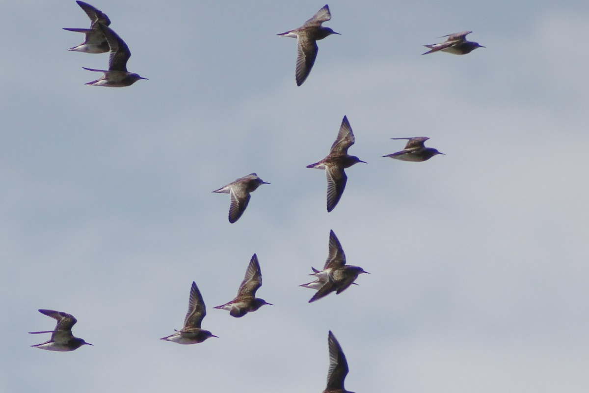 美洲尖尾濱鷸 - ML428224451