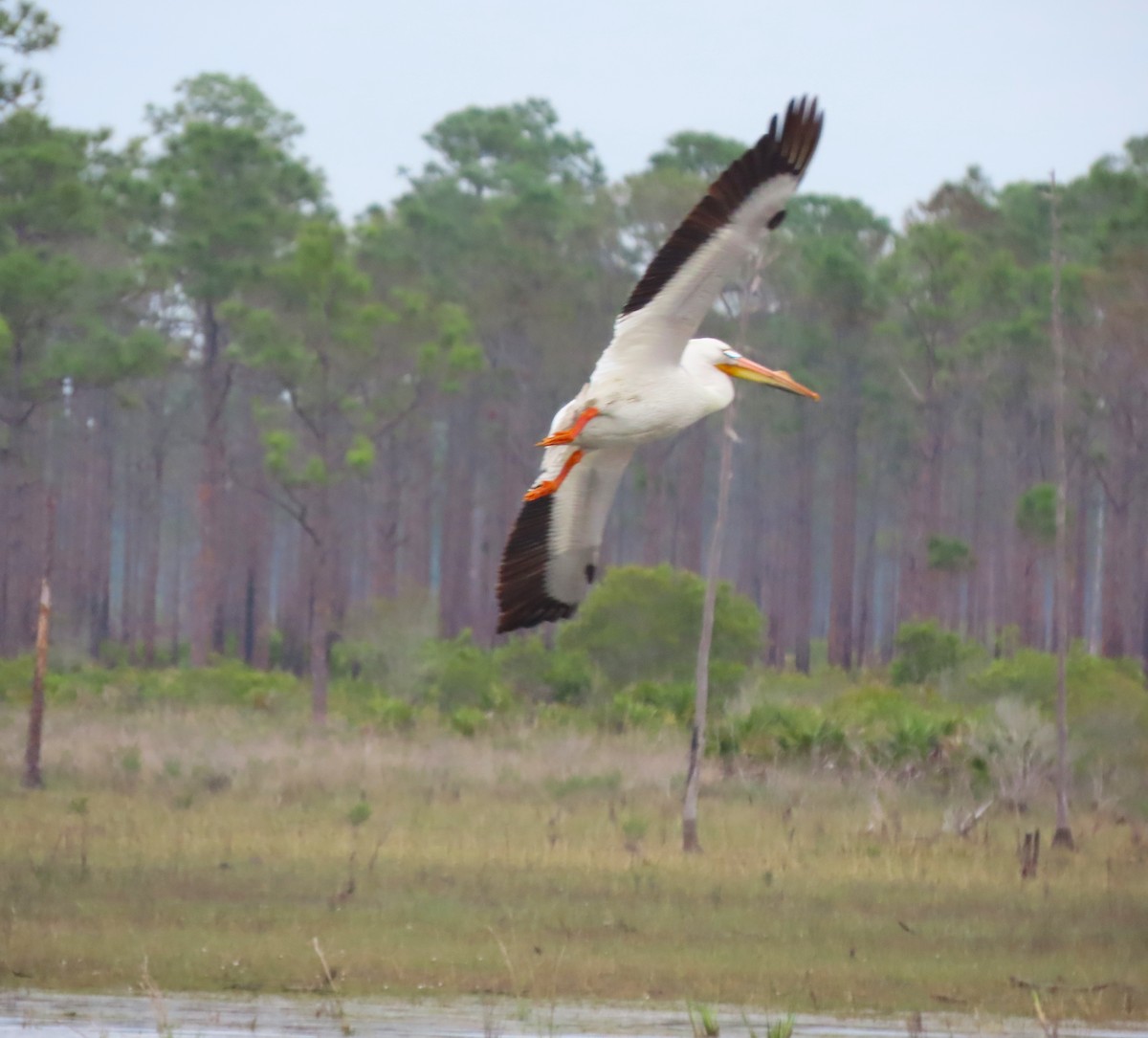 American White Pelican - ML428224721