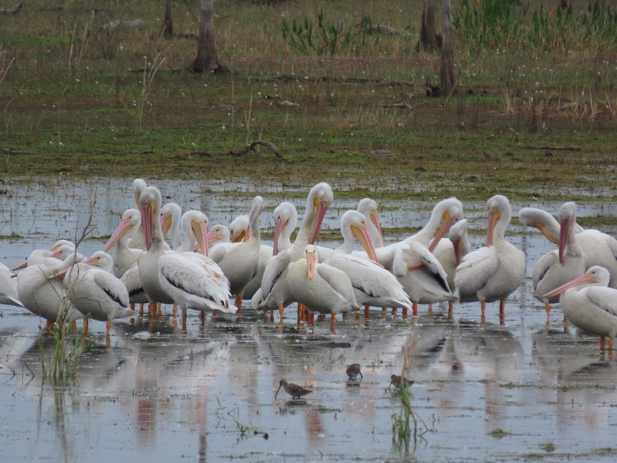 American White Pelican - ML428224791