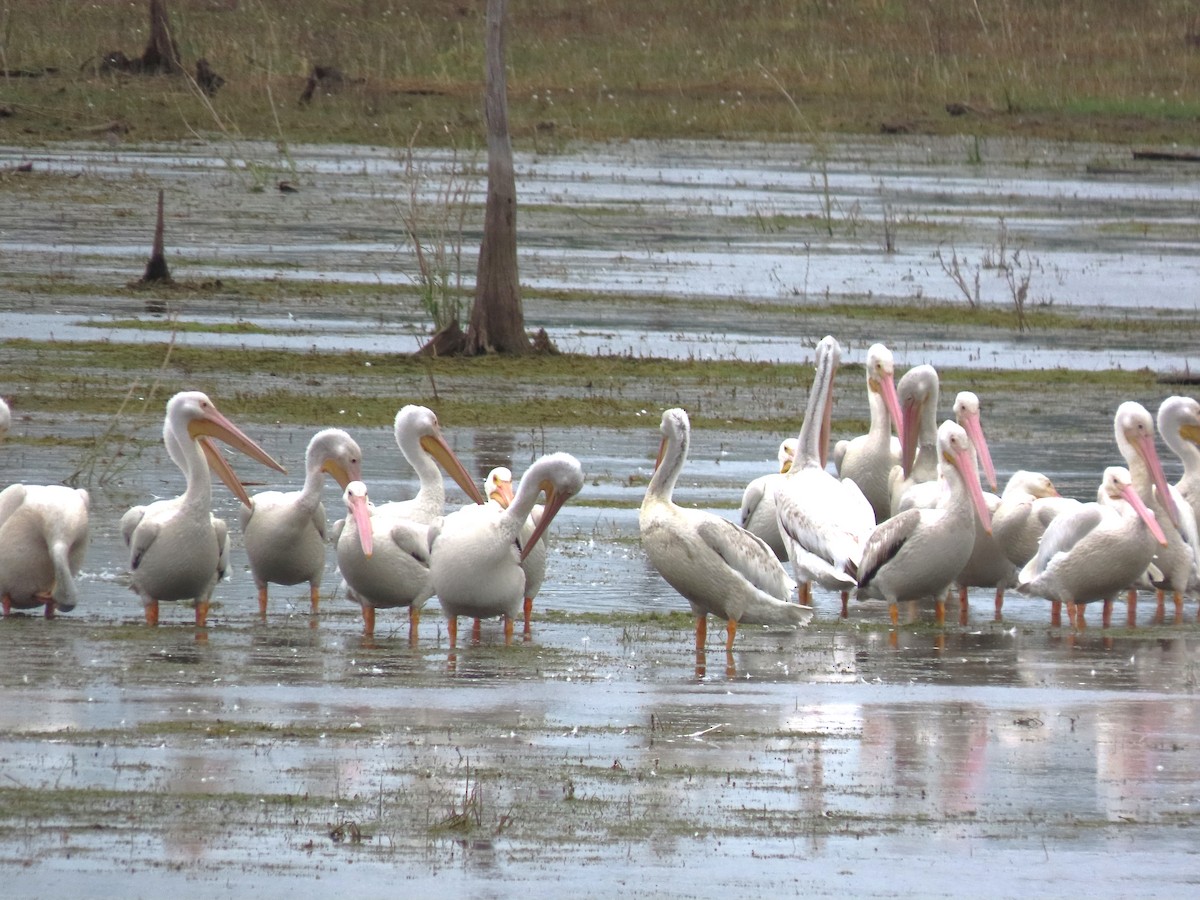 American White Pelican - ML428224811