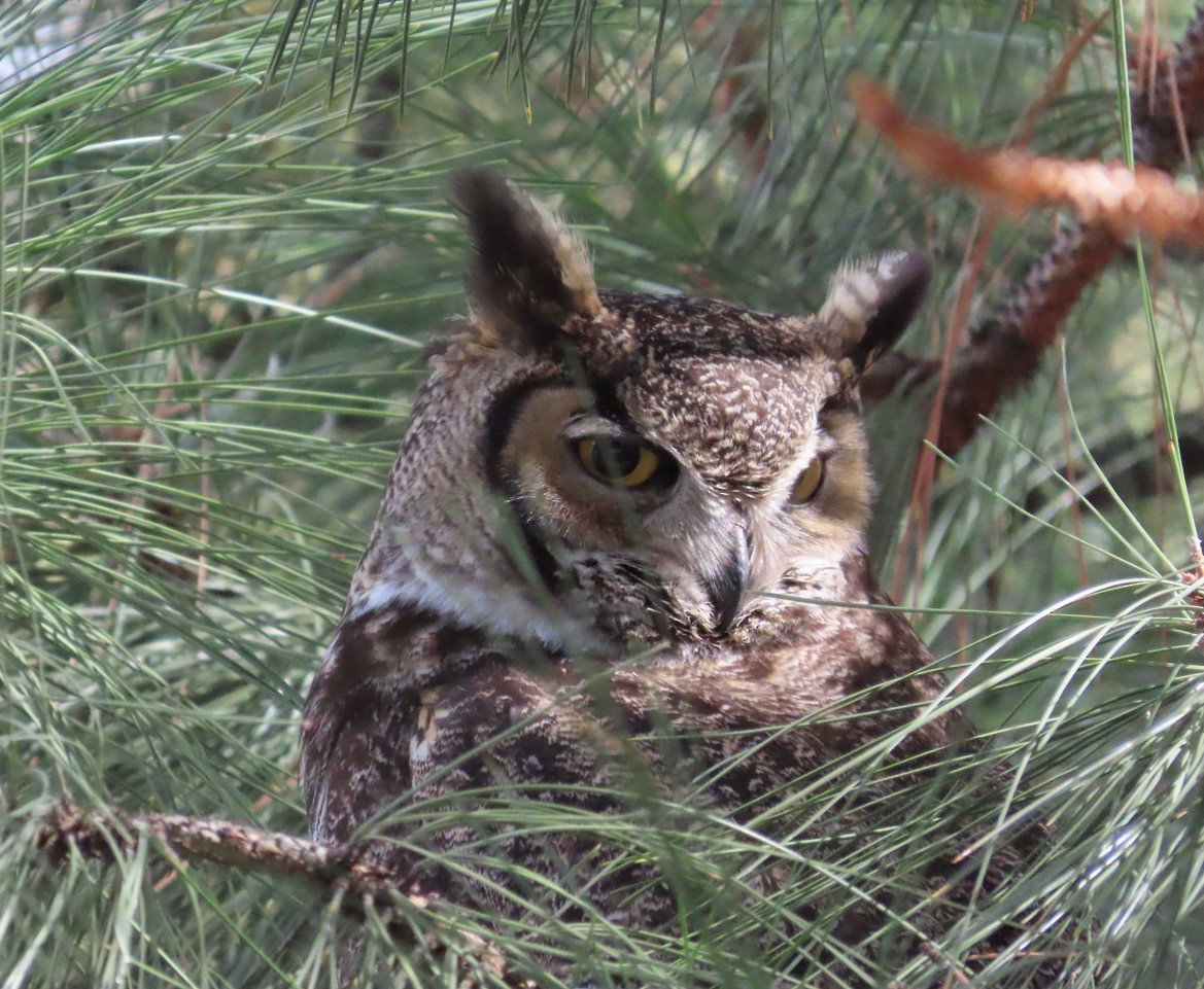 Great Horned Owl - Central Oregon Historical Records