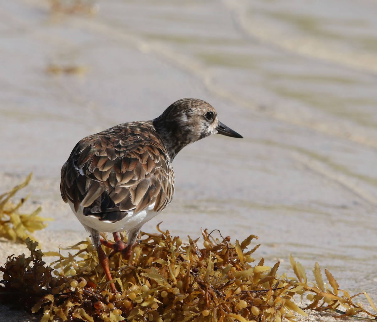 Ruddy Turnstone - ML428225321