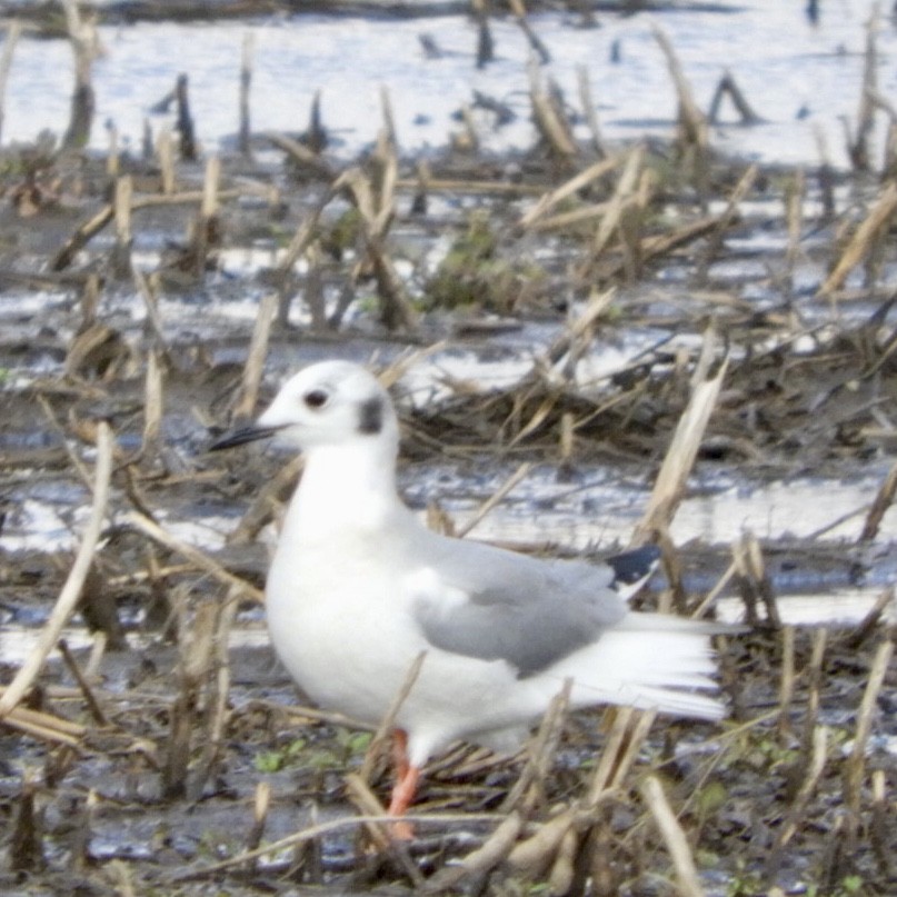 Bonaparte's Gull - ML428225391