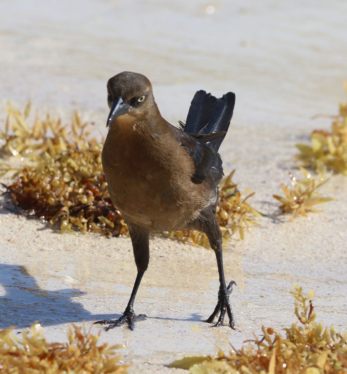 Great-tailed Grackle - ML428225481