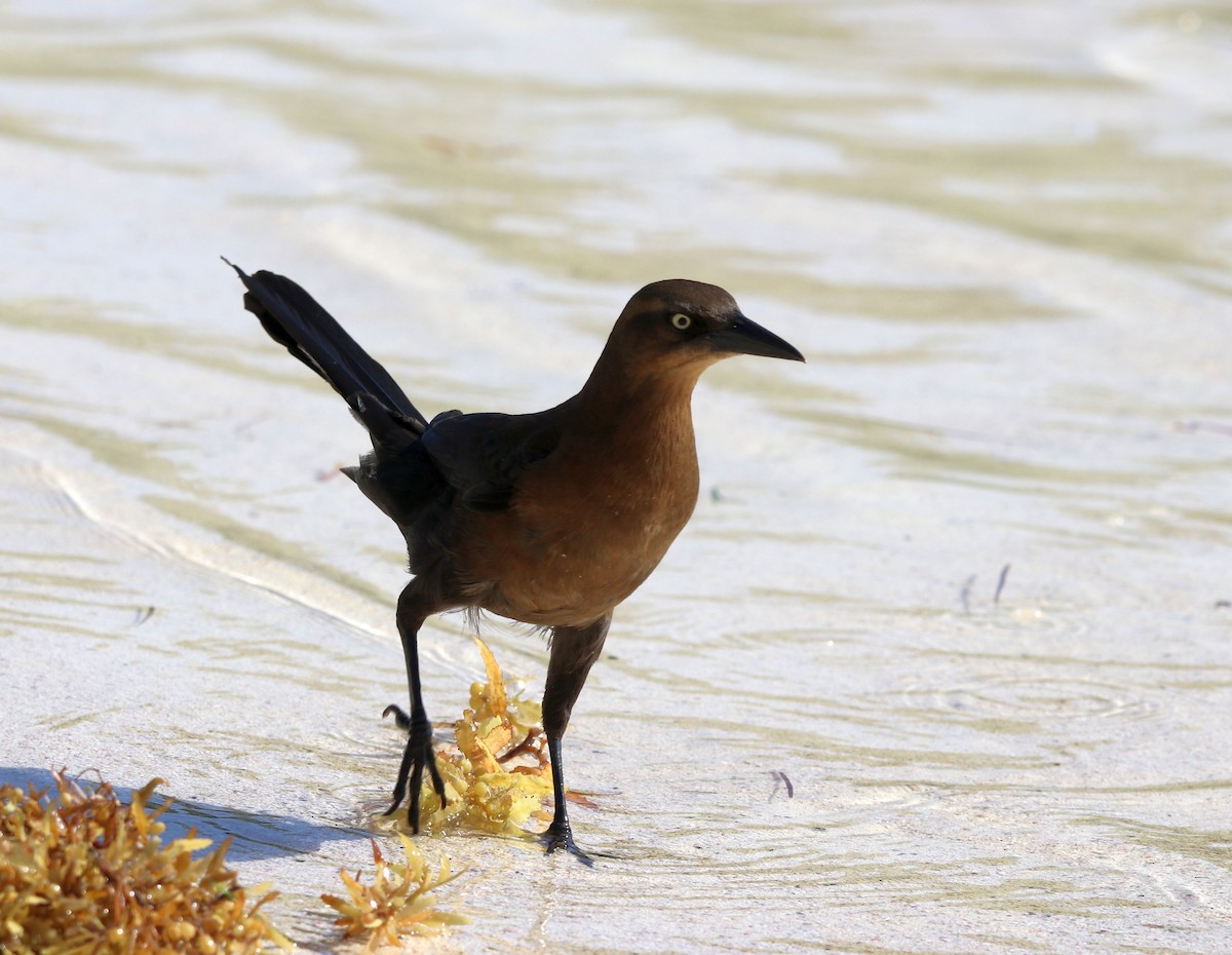 Great-tailed Grackle - ML428225491