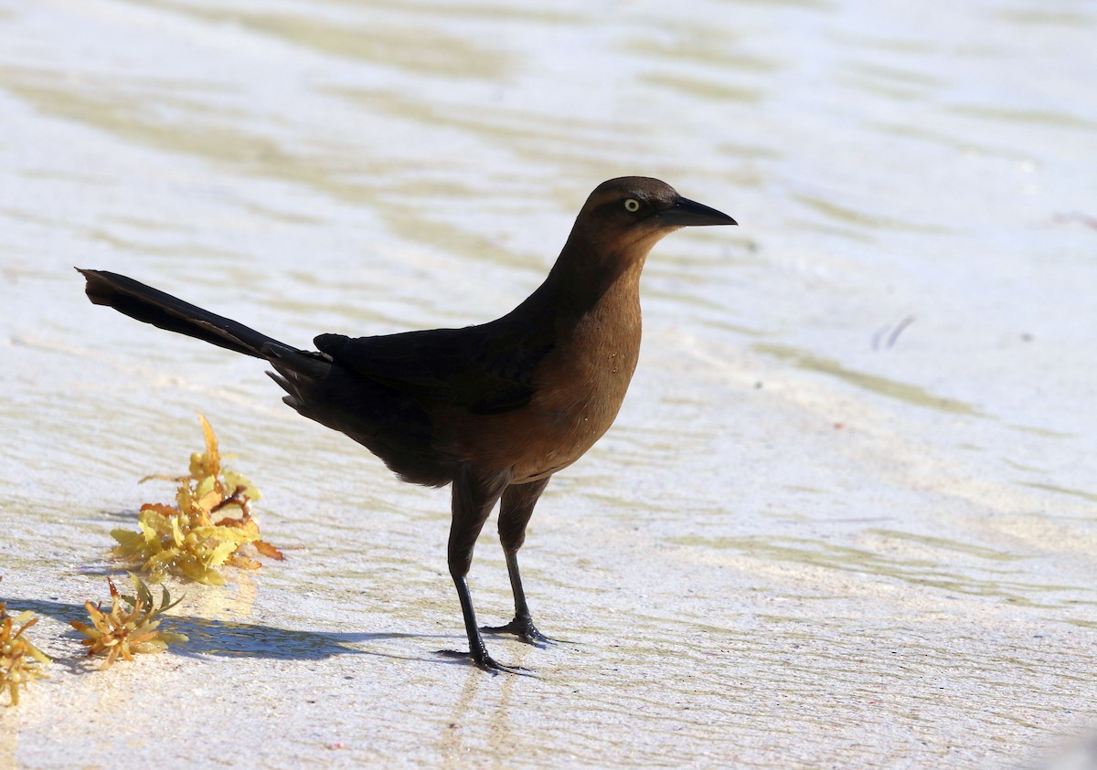 Great-tailed Grackle - ML428225501