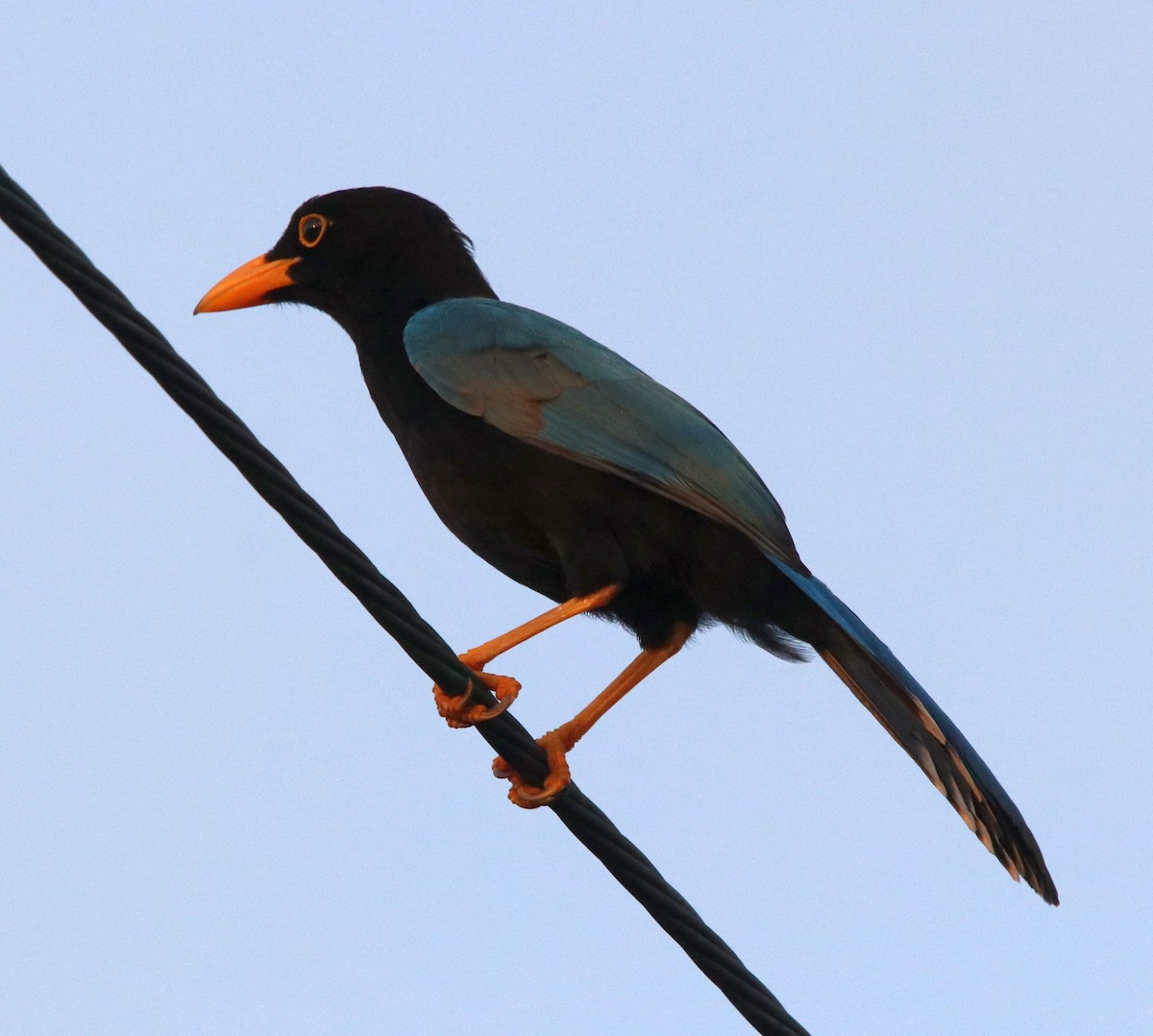 Yucatan Jay - ML428225551