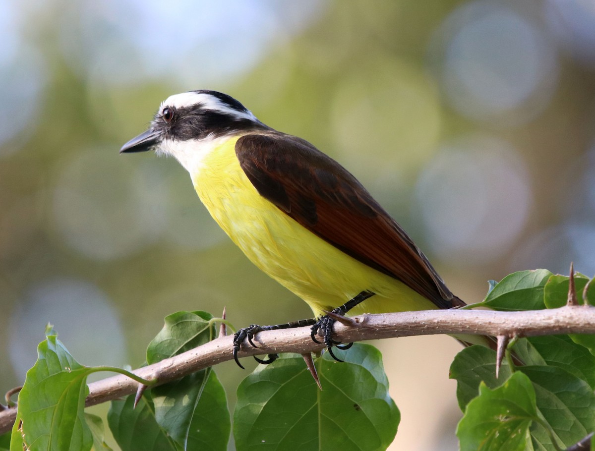 Great Kiskadee - ML428225571