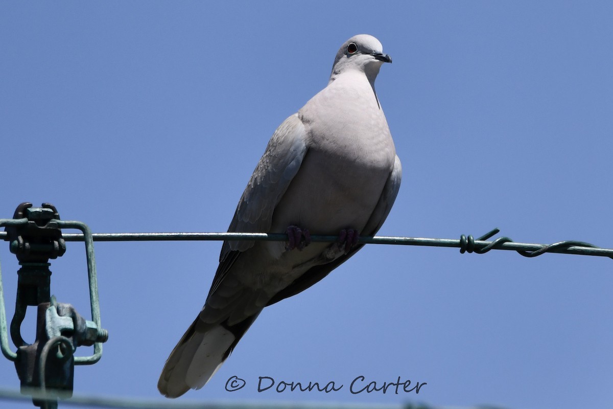 Eurasian Collared-Dove - ML428225761