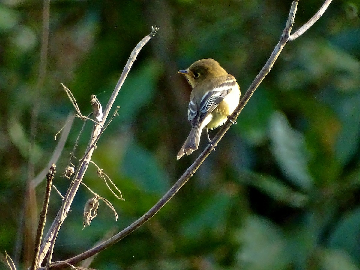 Buff-breasted Flycatcher - Alfonso Auerbach