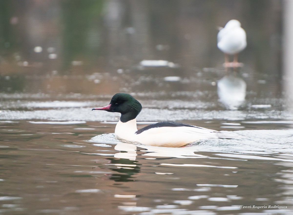 Common Merganser - ML42823031