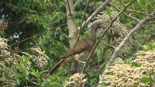 White-bellied Chachalaca - ML428231231