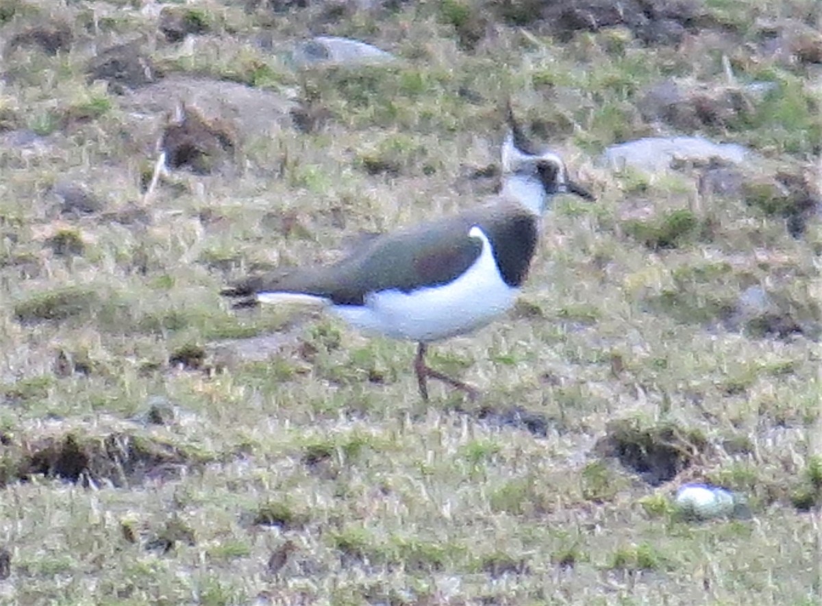 Northern Lapwing - ML428231561