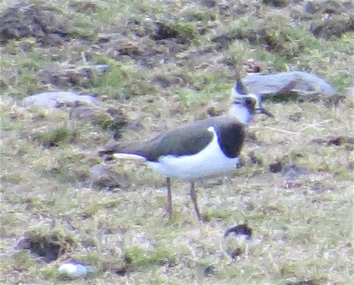 Northern Lapwing - ML428231821