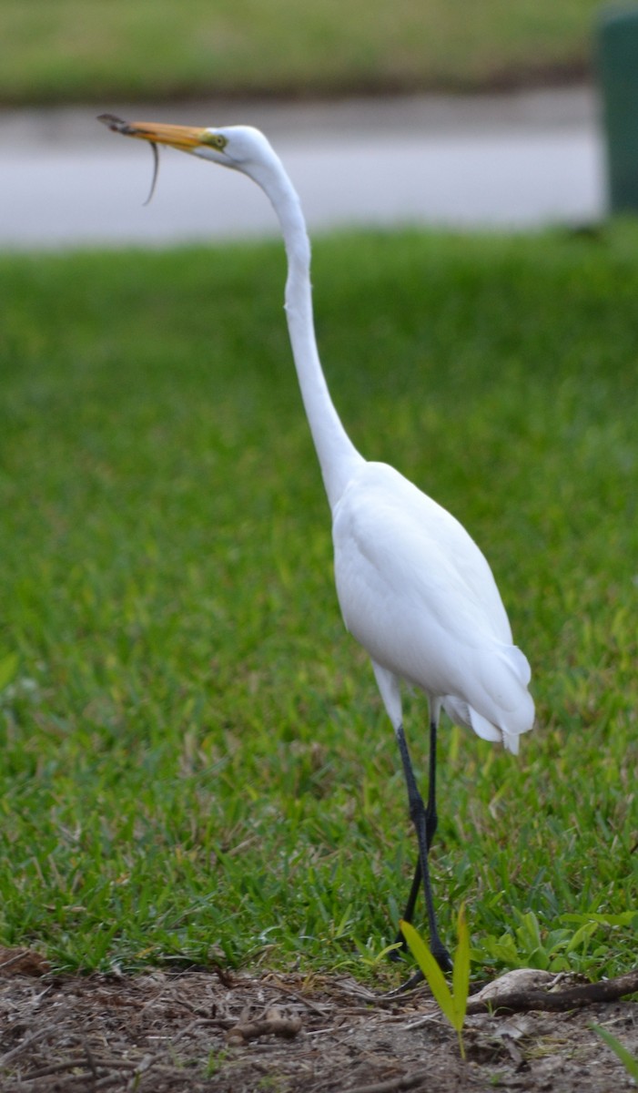 Great Egret - ML42823411