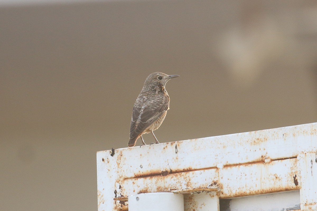 Rufous-tailed Rock-Thrush - ML428235161