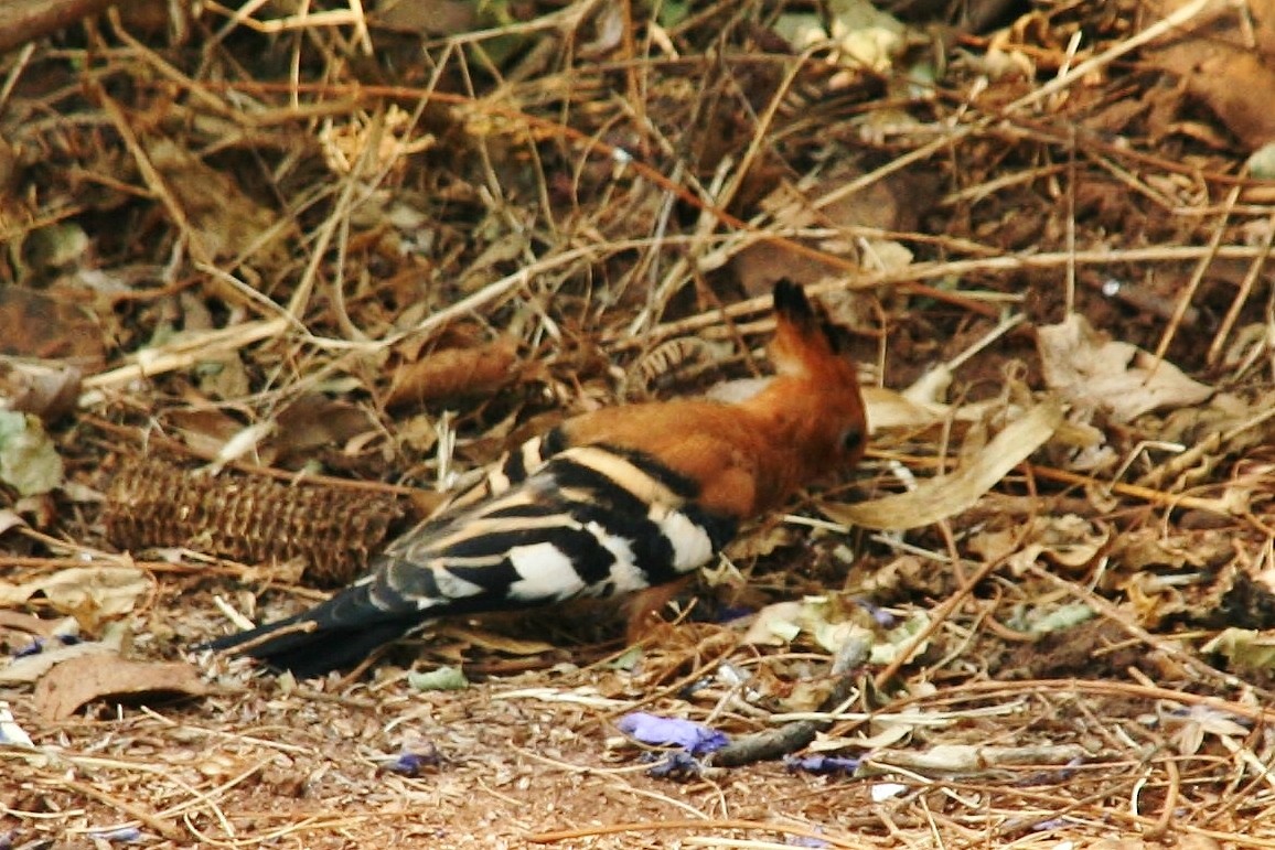 Eurasian Hoopoe - ML428235721