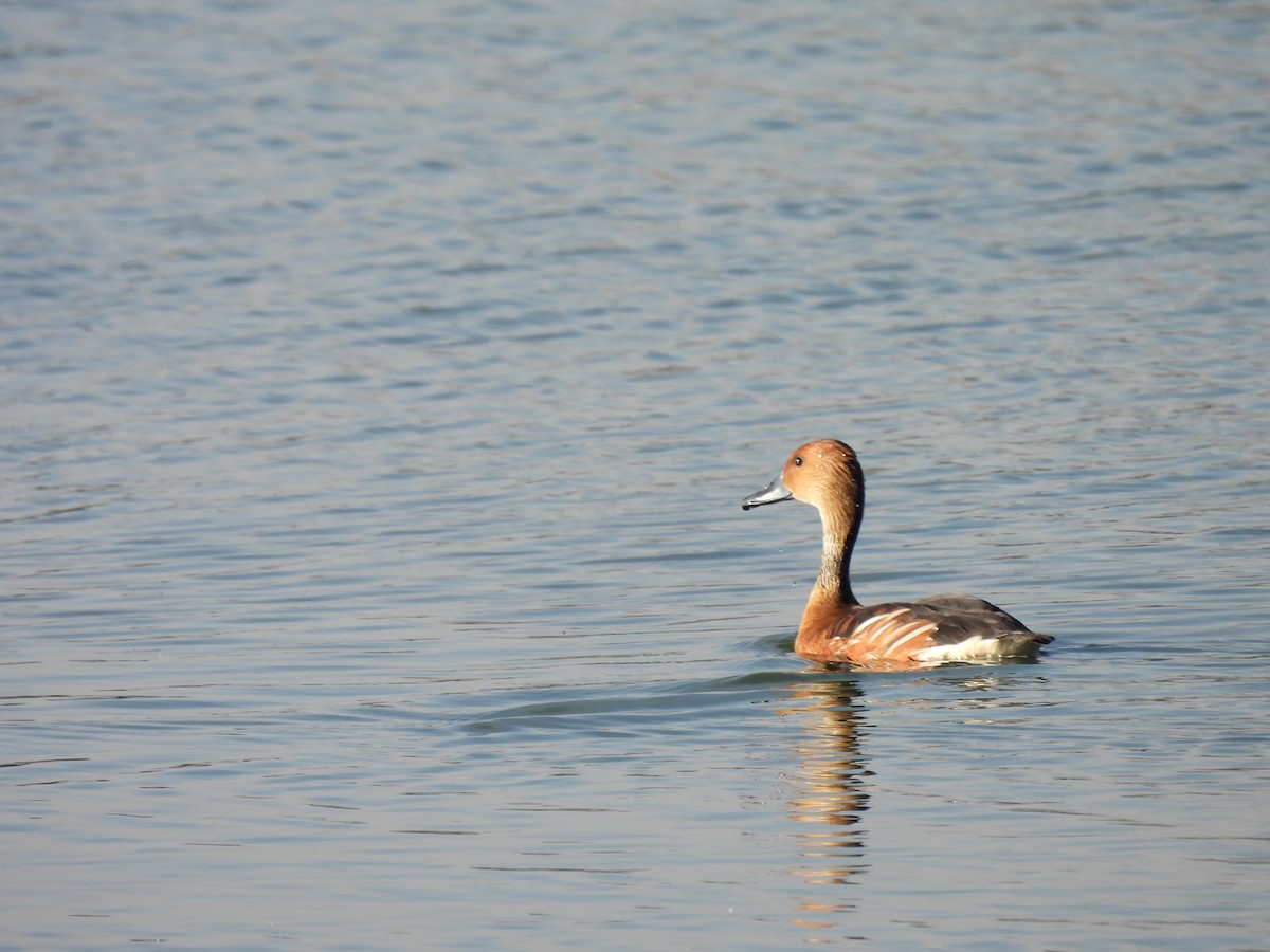 Fulvous Whistling-Duck - ML428236581