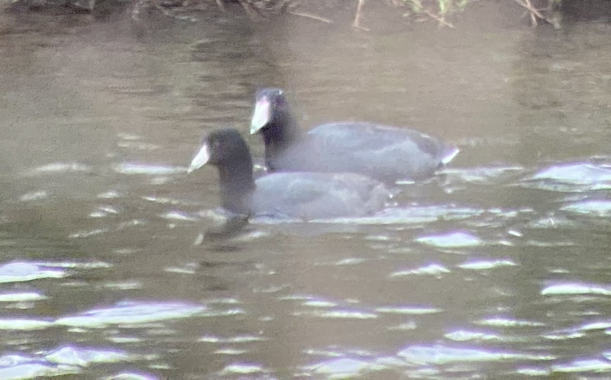 אגמית אמריקנית - ML428237251