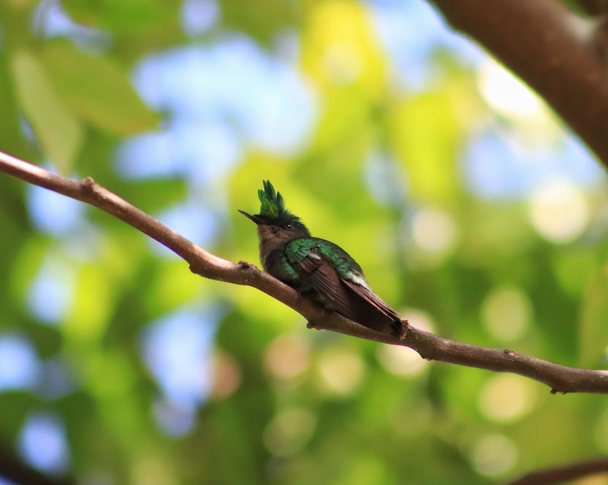 Antillean Crested Hummingbird - Frank Young